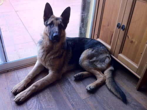 Hugo